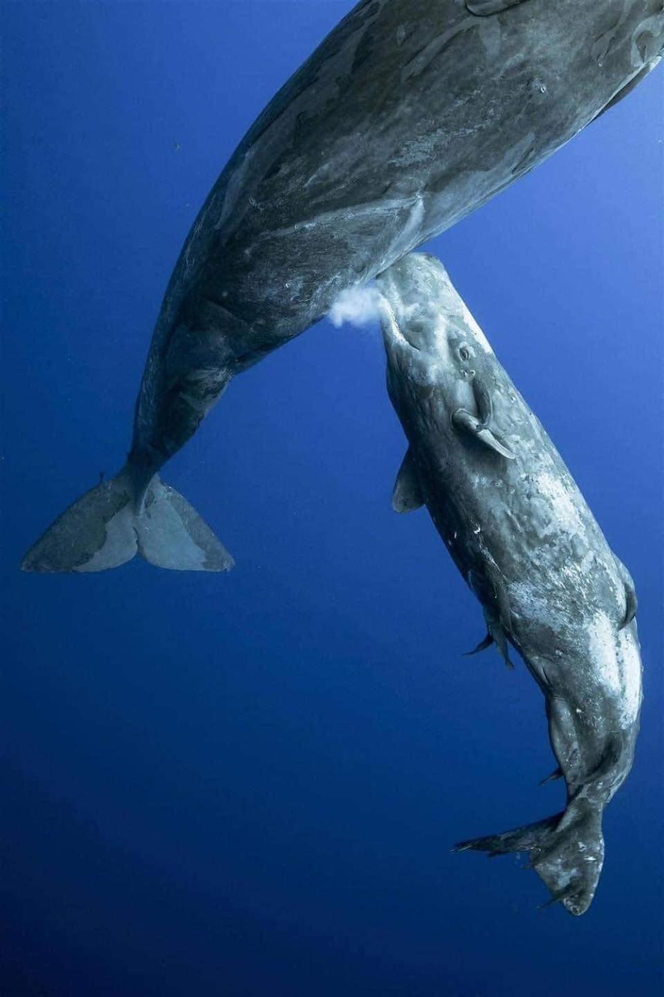 Hotel- Whale Tours And Sport Fishing Vista Mag-Bay Puerto San Carlos Екстериор снимка